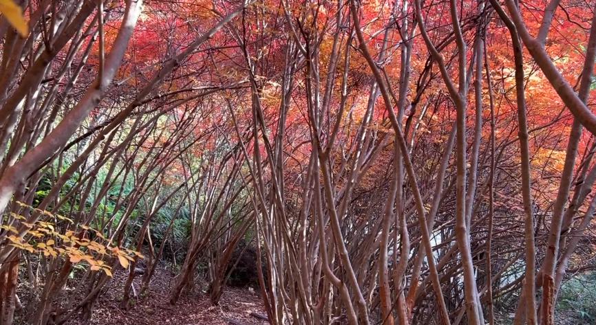 丸山公園　トトロの森